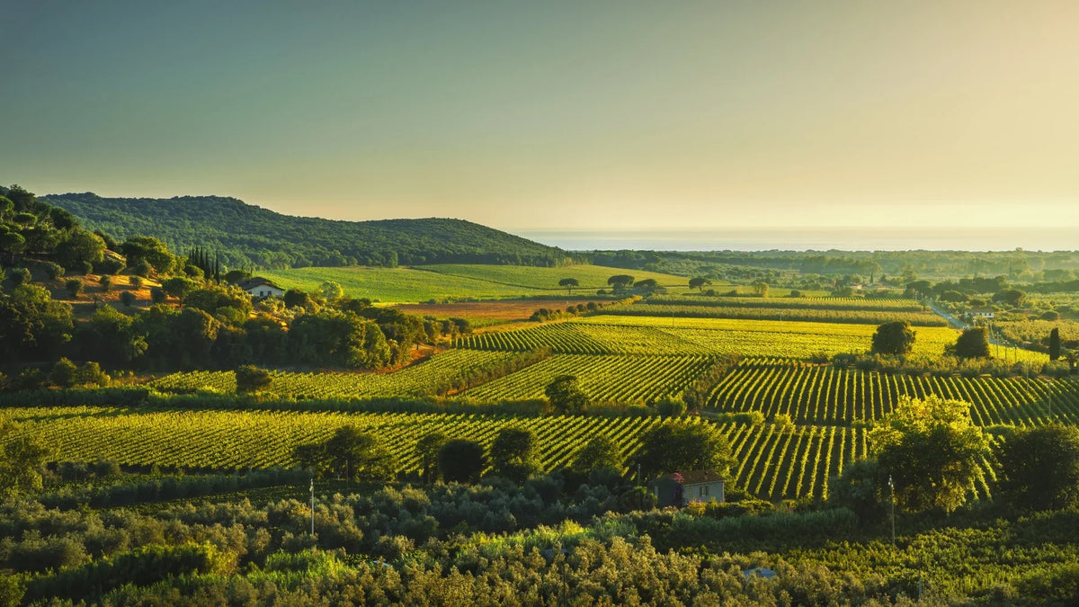 Bolgheri Sassicaia