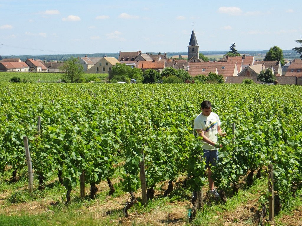 Domaine de la Romanée-Conti